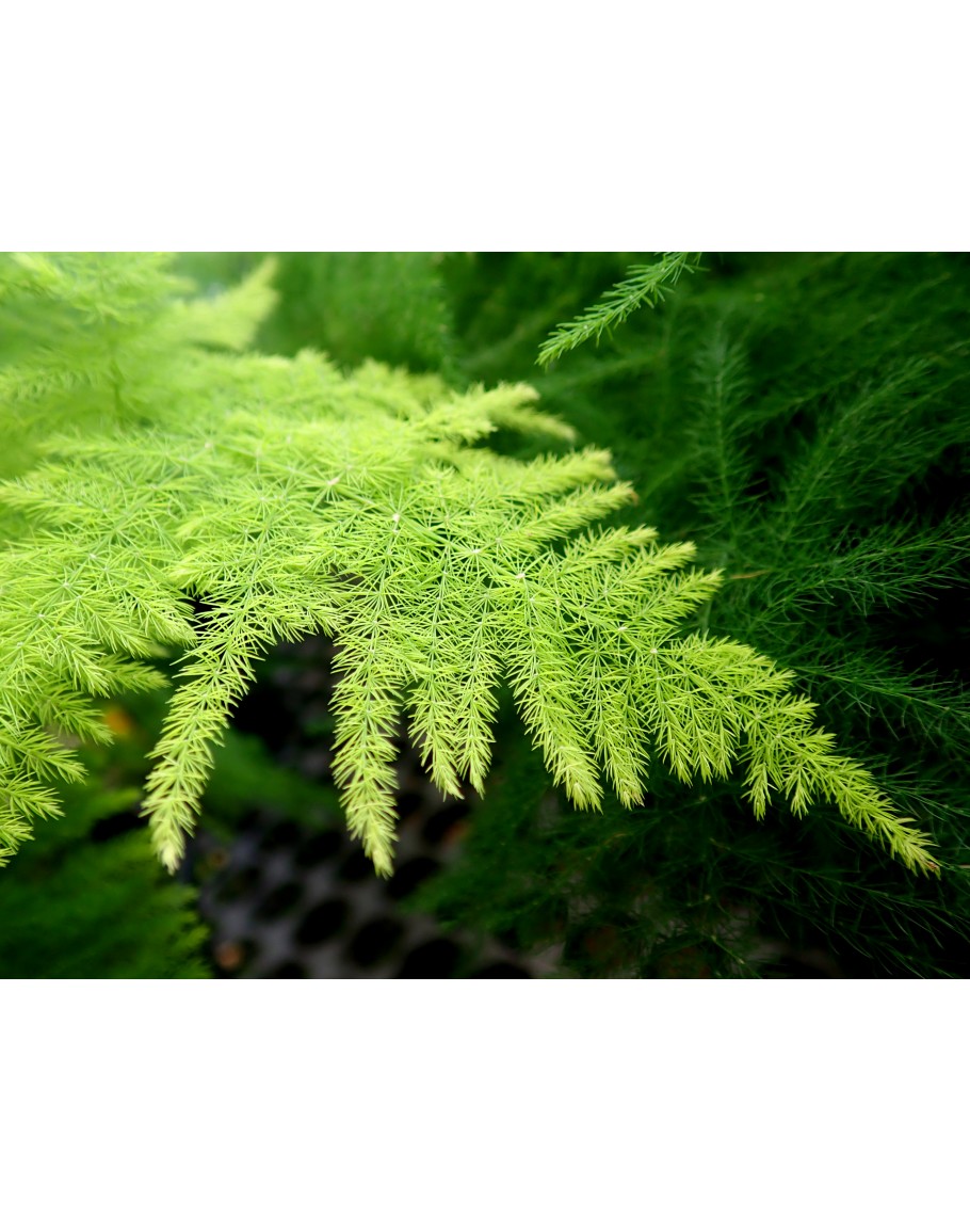Asparagus Fern